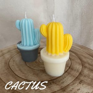 CACTUS 🌵💛