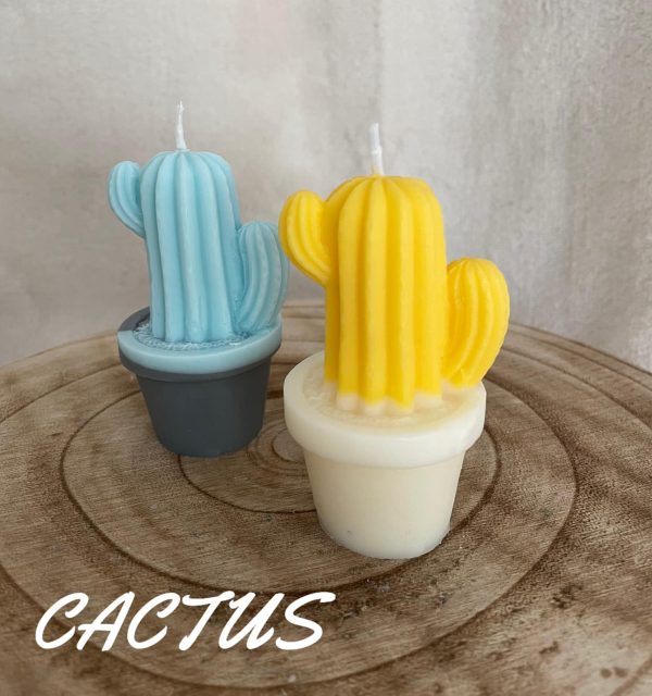CACTUS 🌵💛